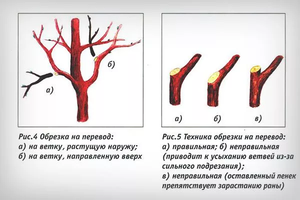 на перевод Обрезка яблони25