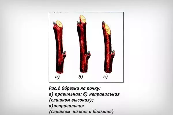 на почку и кольцо Обрезка яблони26