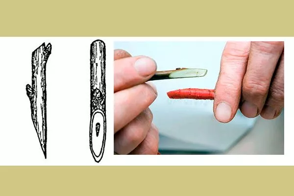 На подвое и привое сделайте косые срезы