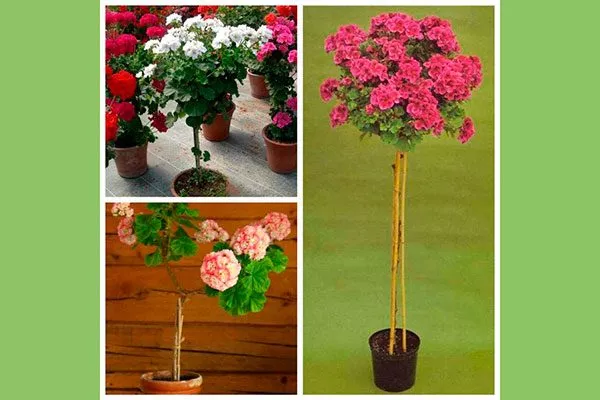 на штамбе Формирование герани8