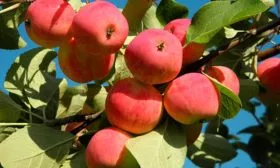 на ветке плоды яблони Августа