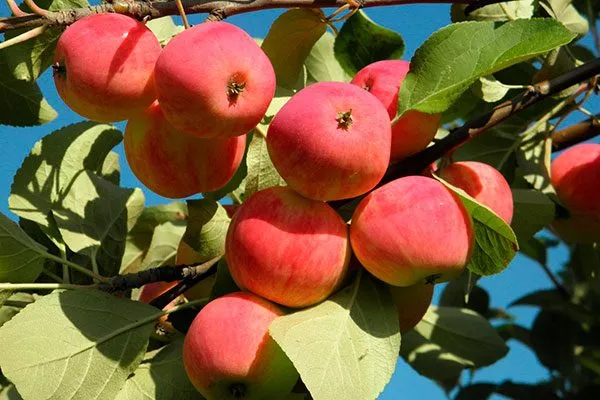 на ветке плоды яблони Августа