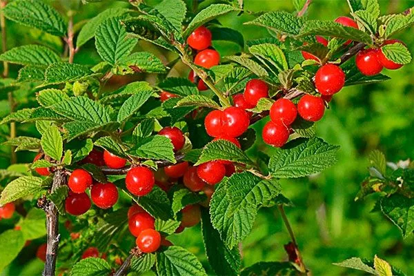 На войлочную вишню