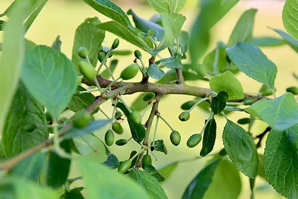 Начальный этап роста завязей подкормить сливу33