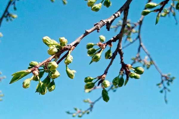 начало бутонизации сливы подкормить сливу32