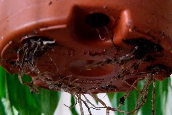 начинают прорастать через дренажные отверстия пересадка герани9