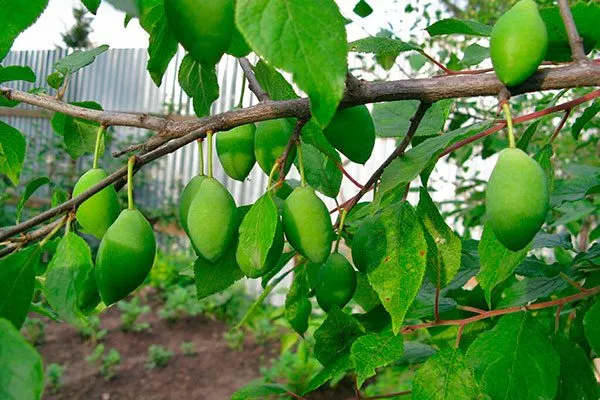 Налив плодов подкормить сливу28