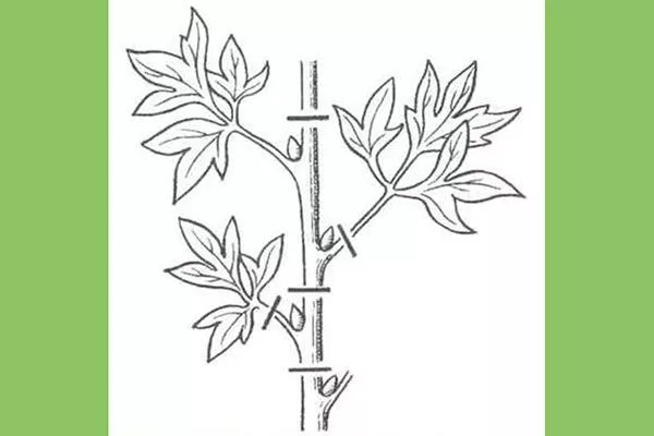 нарезка на черенки методы размножения пионов17