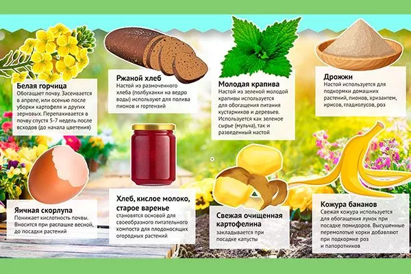 Народные подкормки уход за грушей32