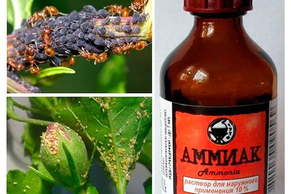 Нашатырь Тля на груше26