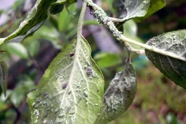 Нашествие тли болезни сливы13