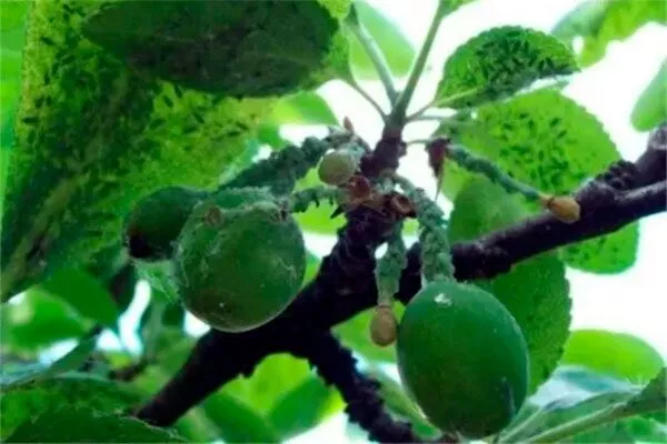 Нашествие тли2 болезни сливы14