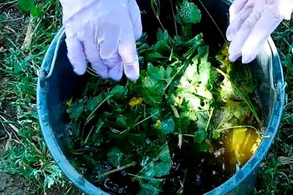 Настои на ботве