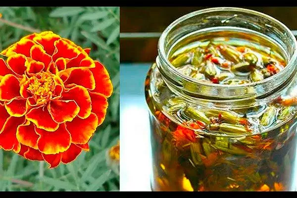 Настой бархатцев меры борьбы12