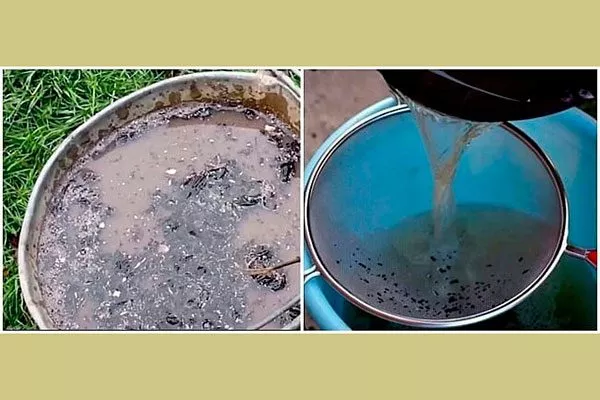 Настой древесной золы2 подкормить сливу30