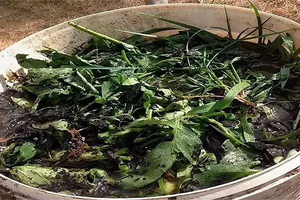 Настой из ботвы пасленовых Тля на груше24