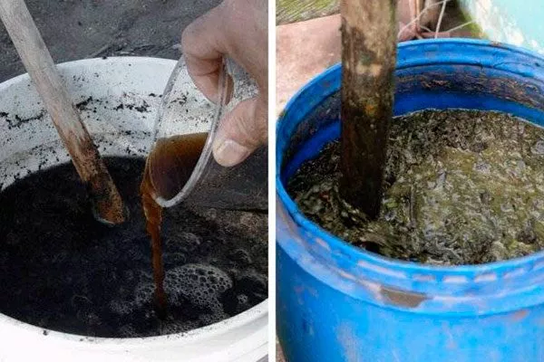 Настой коровяка или конского навоза как удобрять пеларгонию22