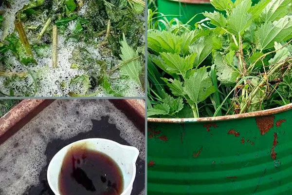 Настой коровяка, куриного помёта, а также перебродивший настой из крапивы и сорняков для яблони34