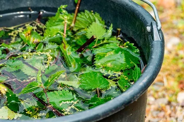 Настой крапивы подкормить сливу31