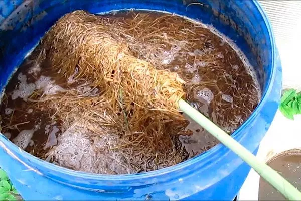 Настой сена меры борьбы13