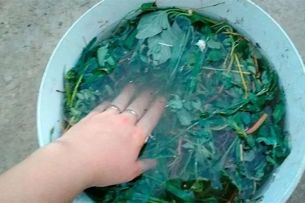 Настой томатной ботвы меры борьбы14