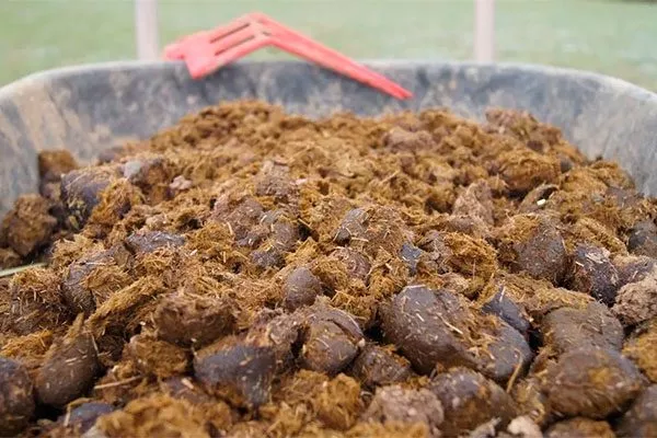 Навоз Чем подкормить хурму7