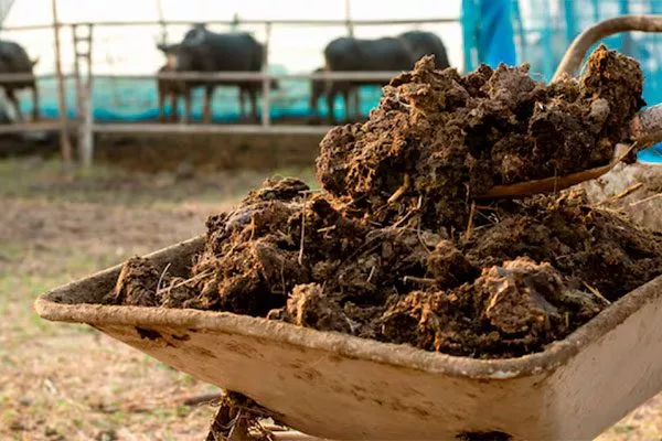 Навоз для яблони33