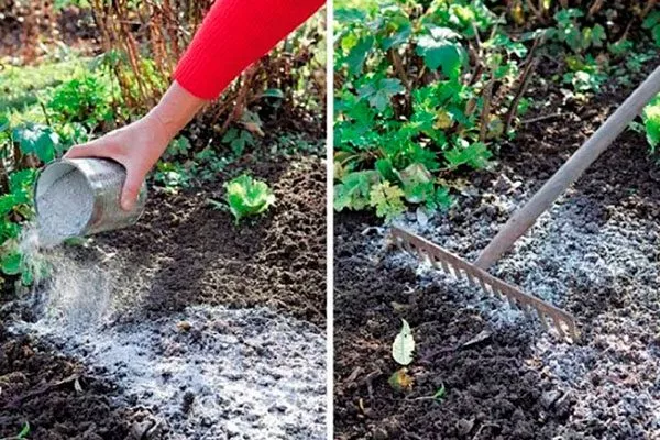 навоз и золу Подкормка алычи25