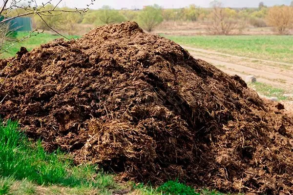 Навоз Удобрение грецкого ореха10