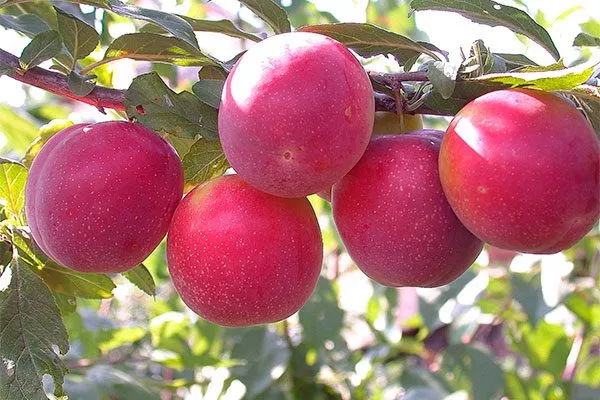 Найдена посадка алычи20