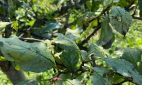 не плодоносит нет плодов у алычи4