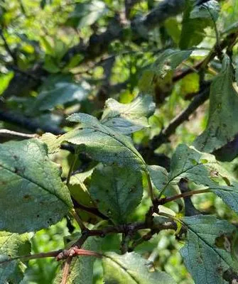 не плодоносит нет плодов у алычи4