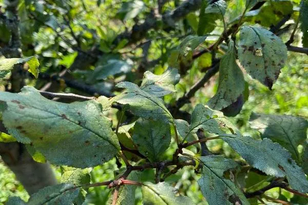 не плодоносит нет плодов у алычи4