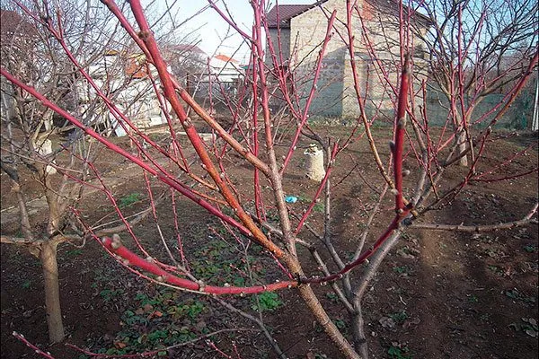 Недостаточный уход и неправильная обрезка нет плодов у алычи5