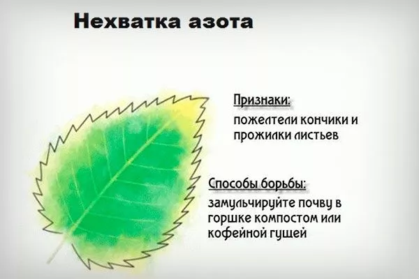 Недостаток азота подкормить сливу35