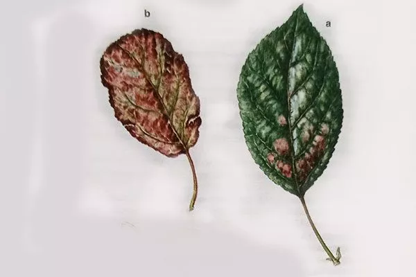 недостаток фосфора подкормить сливу36