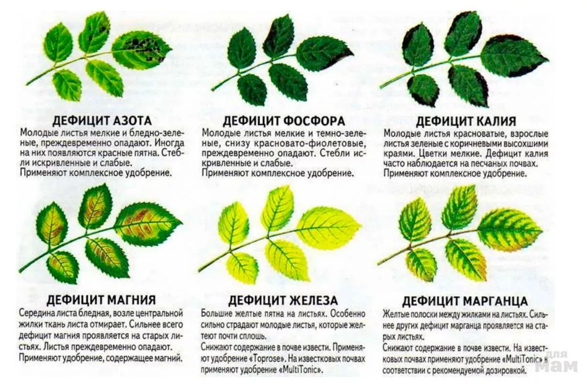 Недостаток питания пионы не цветут2