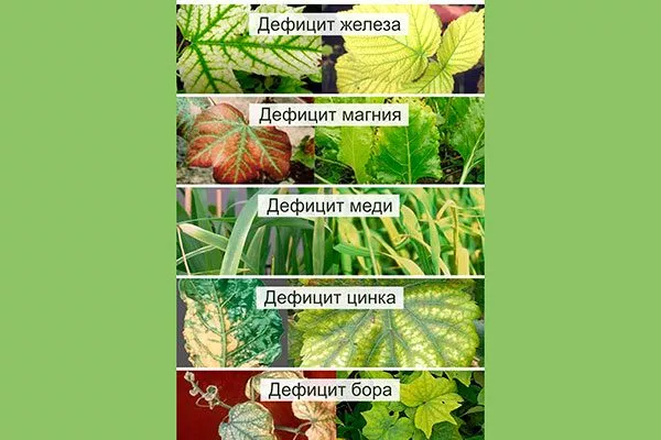 Недостаток питательных веществ Критерии выбора почвы9