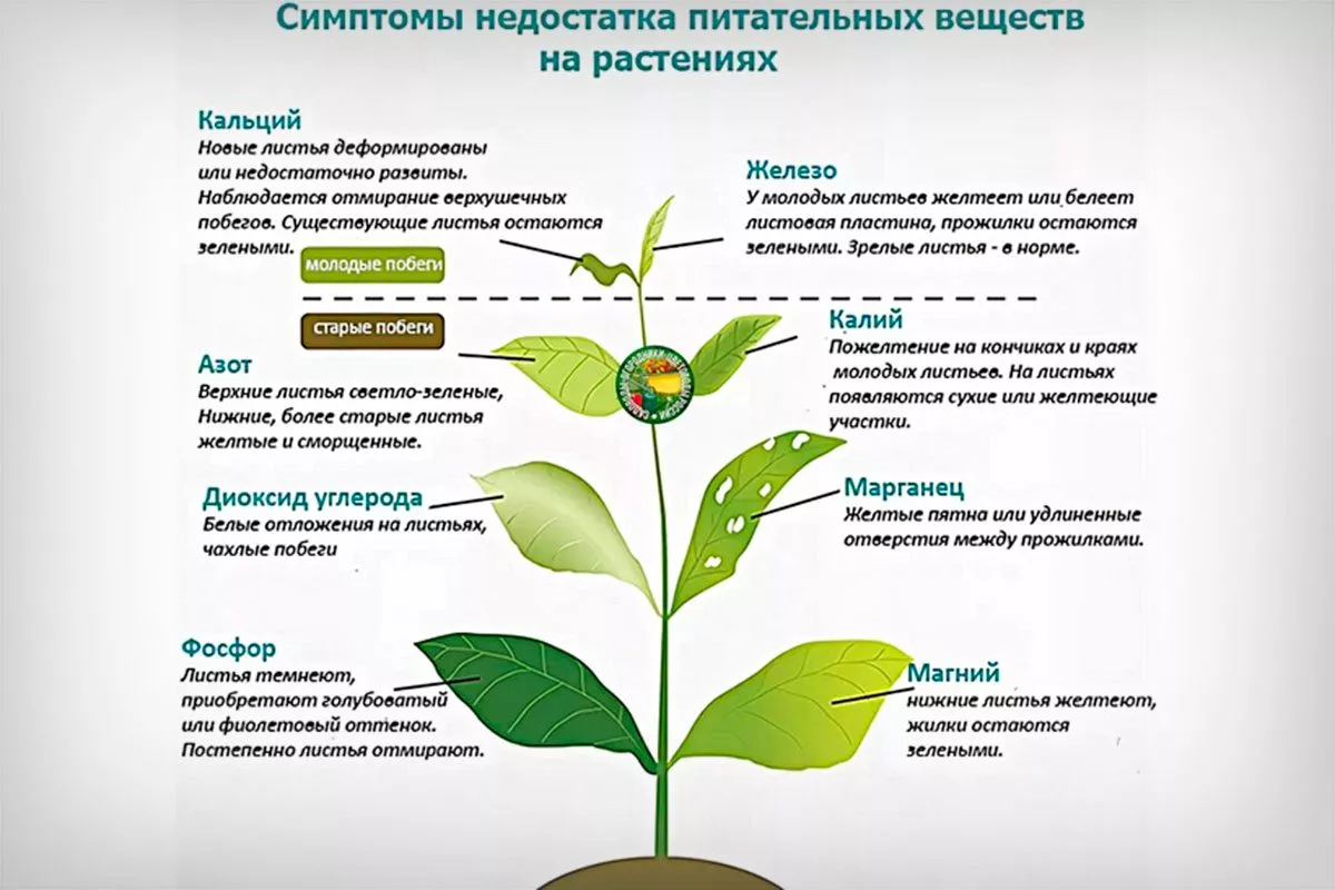 Недостаток питательных веществ Осыпание сливы12