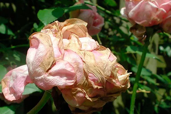 Недостаток влаги сохнут бутоны пиона11