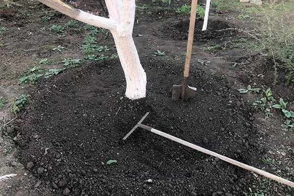 Неглубокая перекопка подкормить сливу34