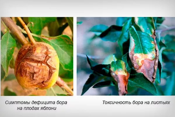 Нехватка бора Осыпание сливы15