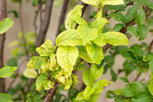 Неинфекционная и инфекционная разновидность хлороза болезни сливы16