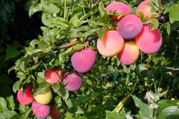 Нектаринная ароматная размножение алычи19