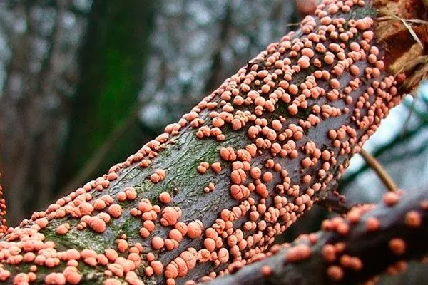 Нектриевый некроз коры или туберкуляриоз Болезни вредители ирги17