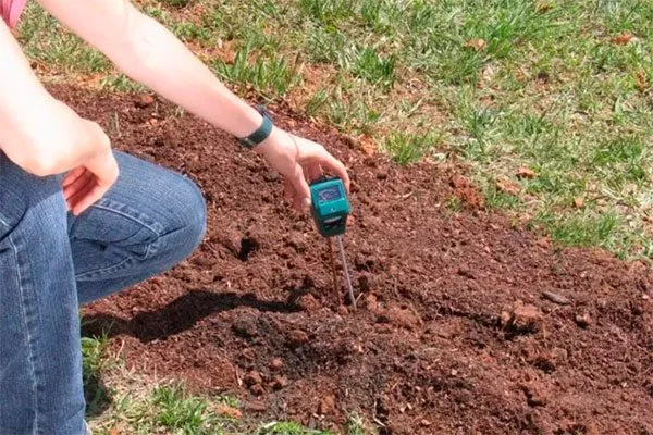 Неподходящий состав грунта пионы не цветут4