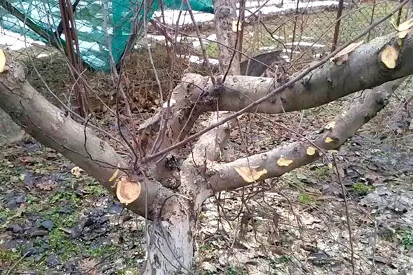 Неправильная обрезка Осыпание сливы13