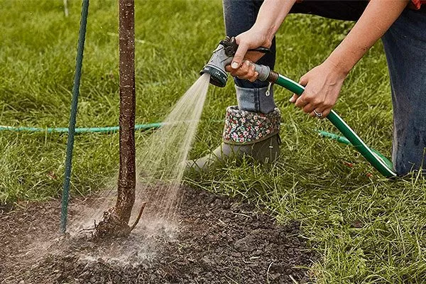 Неправильный полив Осыпание сливы14