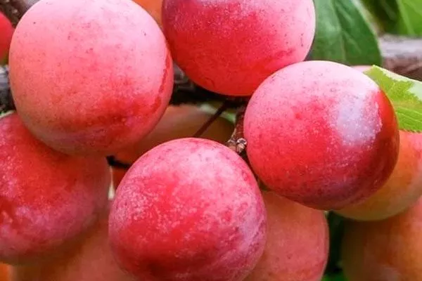 Несмеяна посадка алычи21