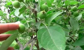 Нормирование урожая Яблони Долго7